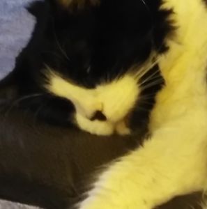 Meet your Posher, Susan